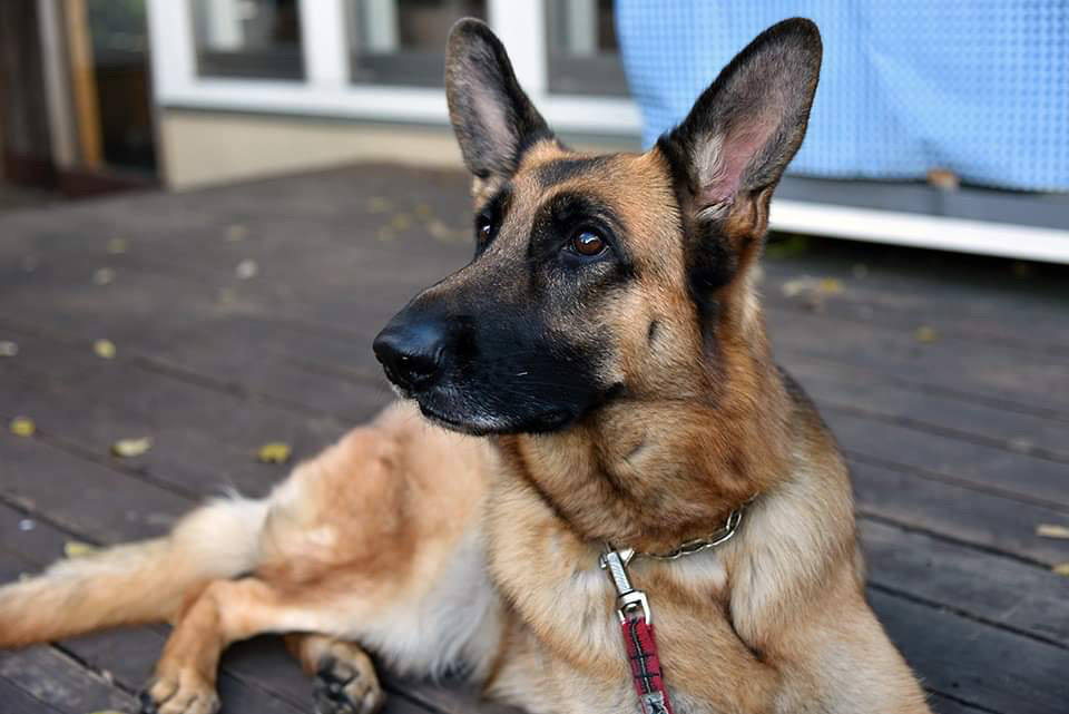 シェパード休止